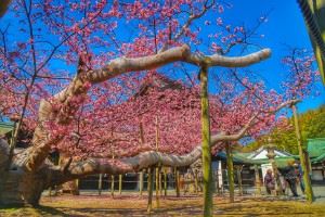 宮地嶽神社　桜